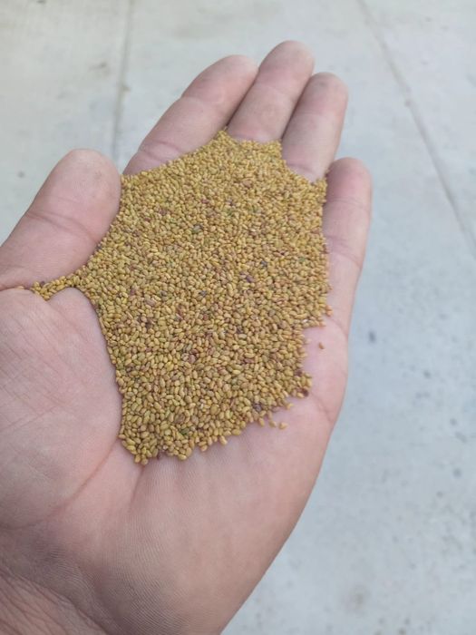 Sămânță Lucerna selectată recolta 2025