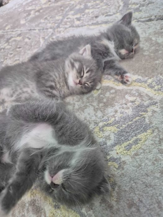 Котята. Шотландский страйт/фолд