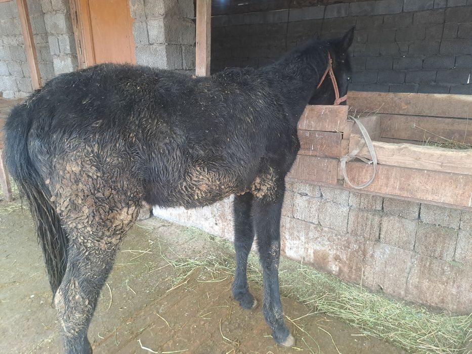 Құнажын  сатылады