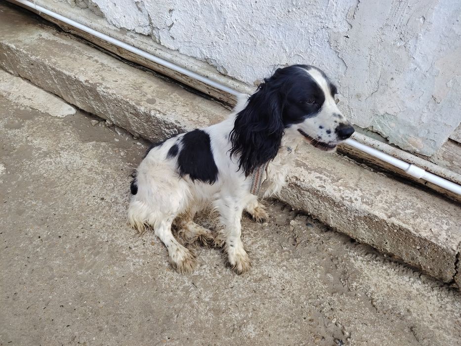 Spanel tezda sotiladi