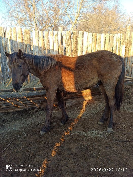 Продам обученного жеребчика.