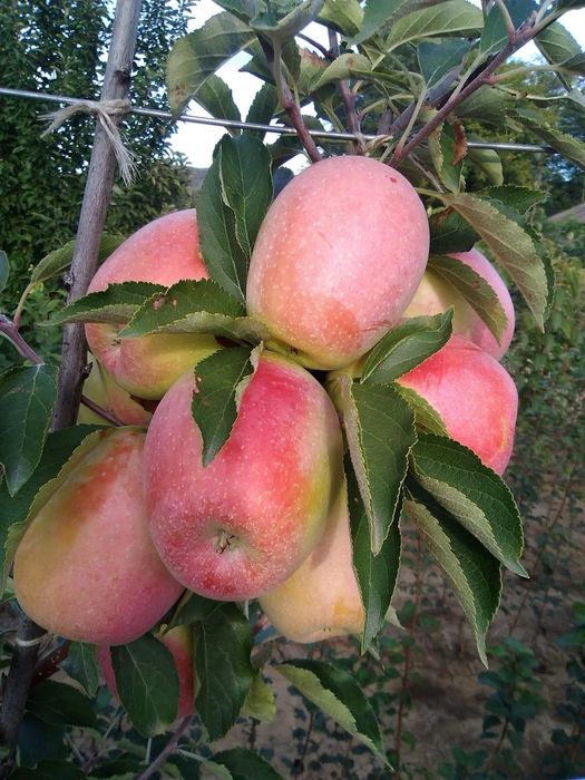 Pomi Fructiferi Certificați Anul 3 De Vegetație