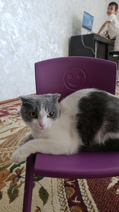 Продаю кошек здоровые домашние