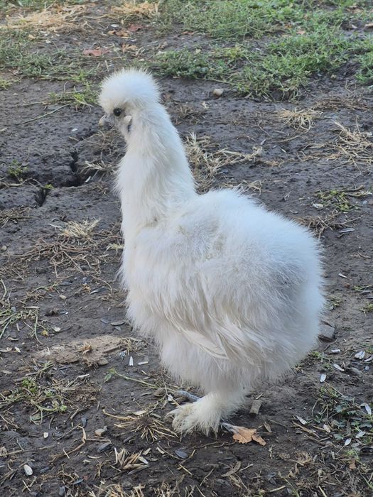 Pasari găini japoneza