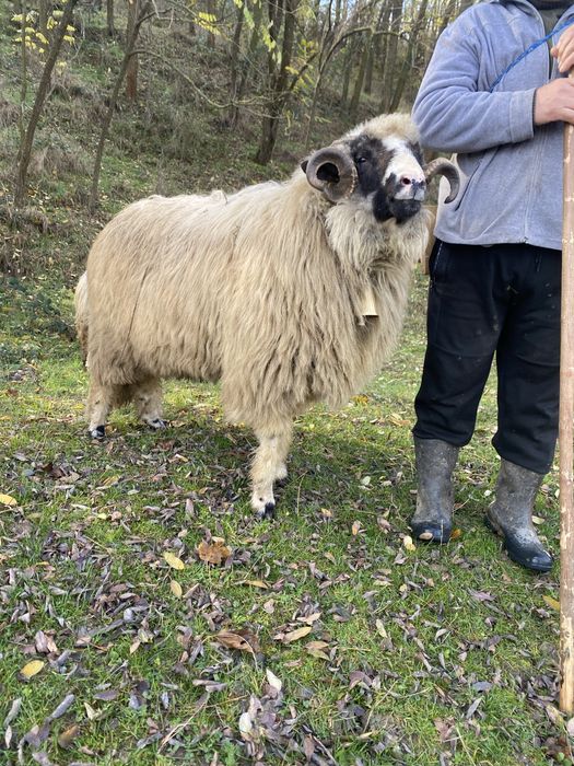 Vand sau schimb berbec breaz