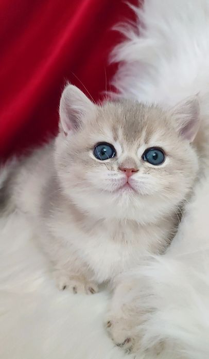 Девочка голубое золото шиншилла