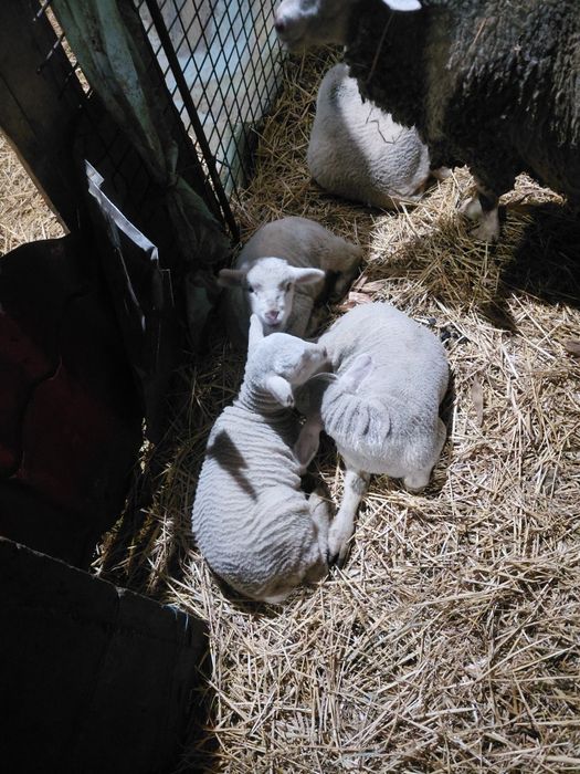 Vand 70 de oi , o parte din ele fatate