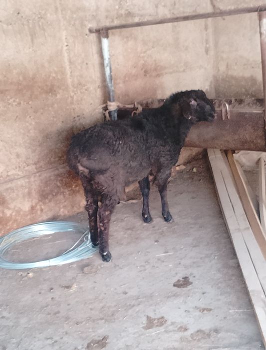 Кошкар семиз баран