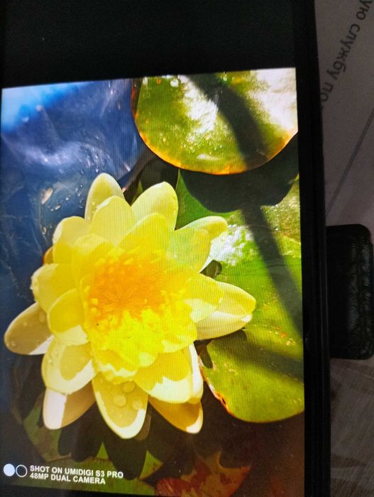 Водяная лилия жёлтая махровая