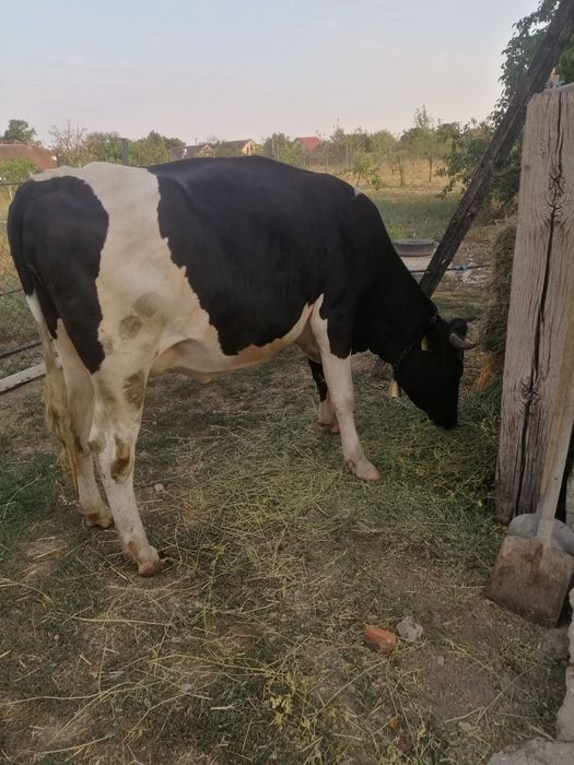 Vaca cu prima fătare