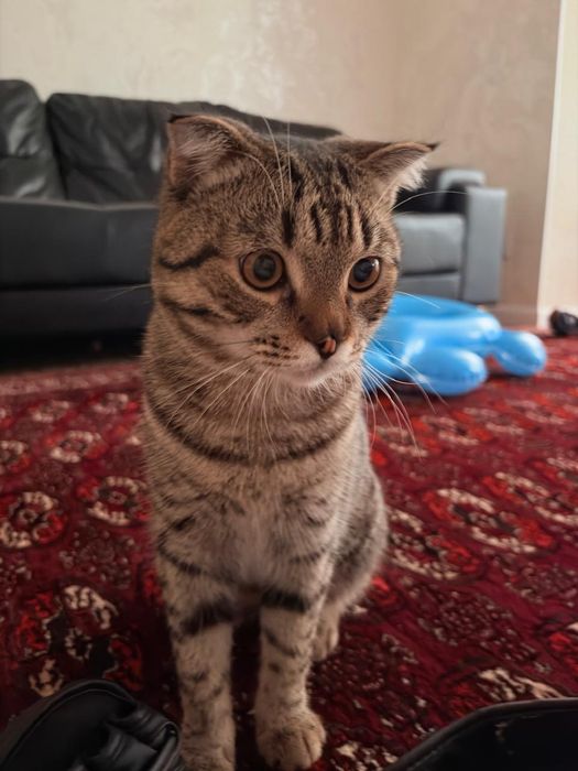 Кот, 10 месяцев в хорошие руки