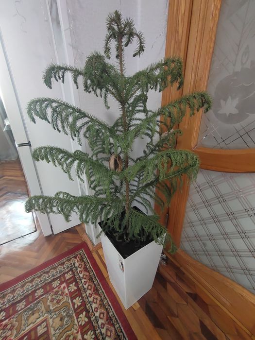 Живая Ёлочка в горшке!