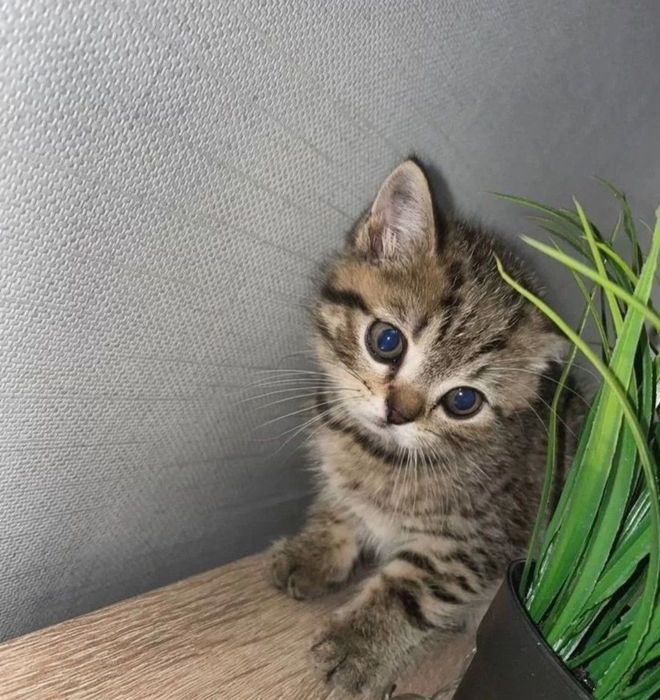 Котята девочки, 1.5 мес  ходят в лоток