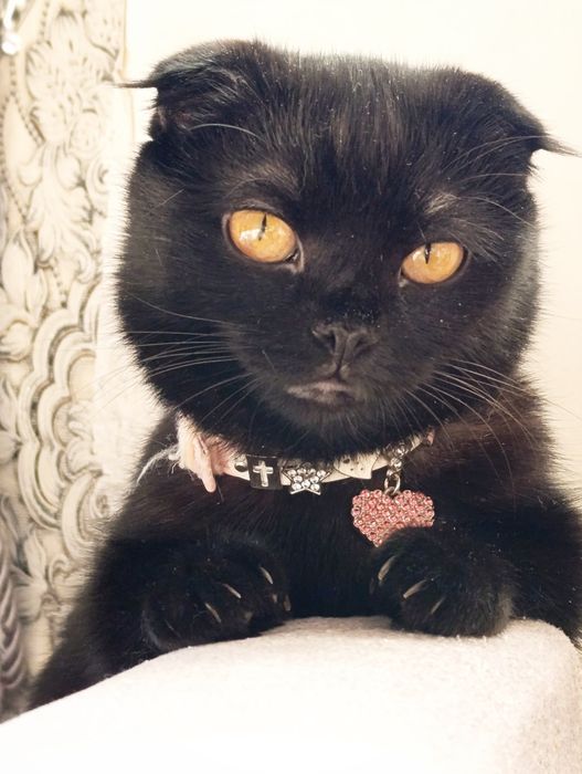 Скотиш фолд смешанные в руки
