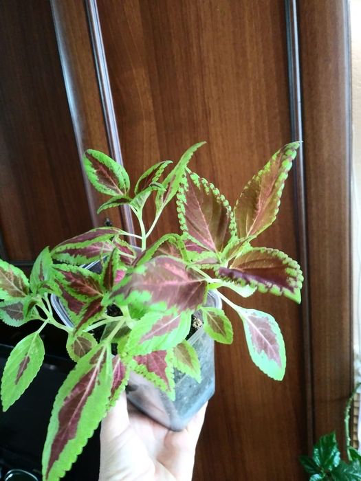 Колеус. Продам..