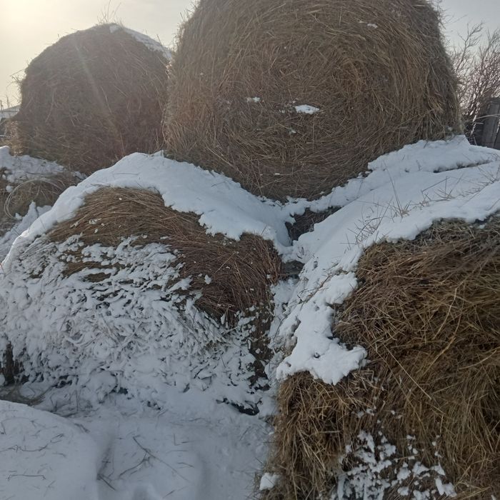 Сено житняк в рулонах зелёное.