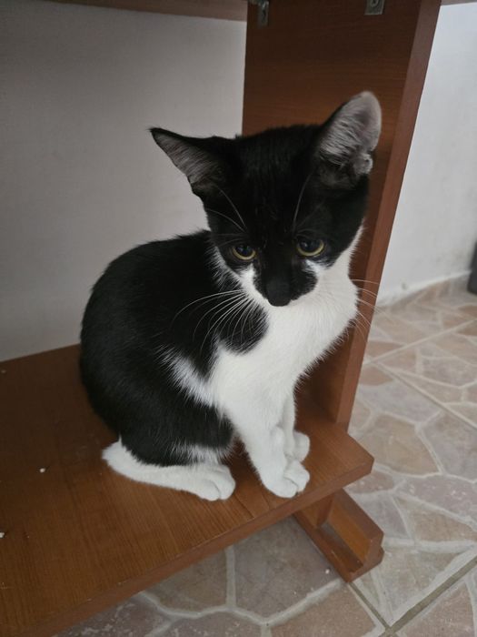 motanel de adoptat, pui de pisica pentru adoptie, puiut de pisic, pui de adoptat, pisicuta superba de adoptie, motanel frumos