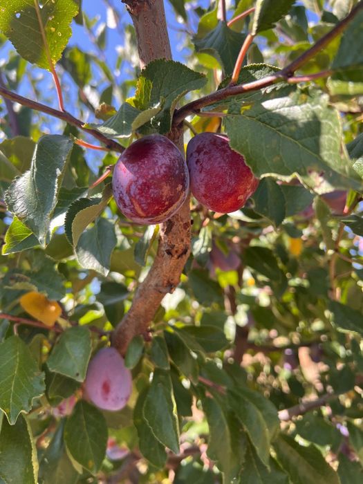 Prune de tuica  darjan