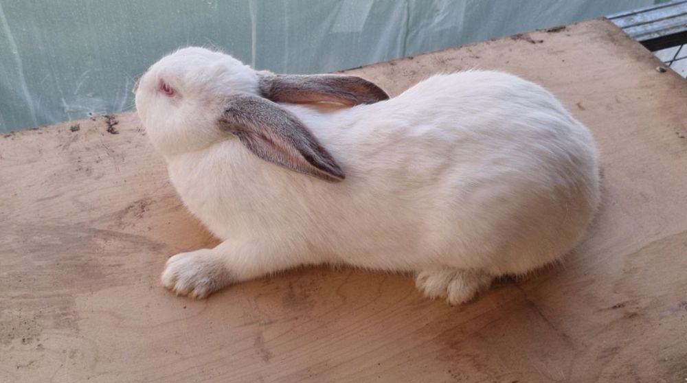 Зотли қуёнлар сотилади.