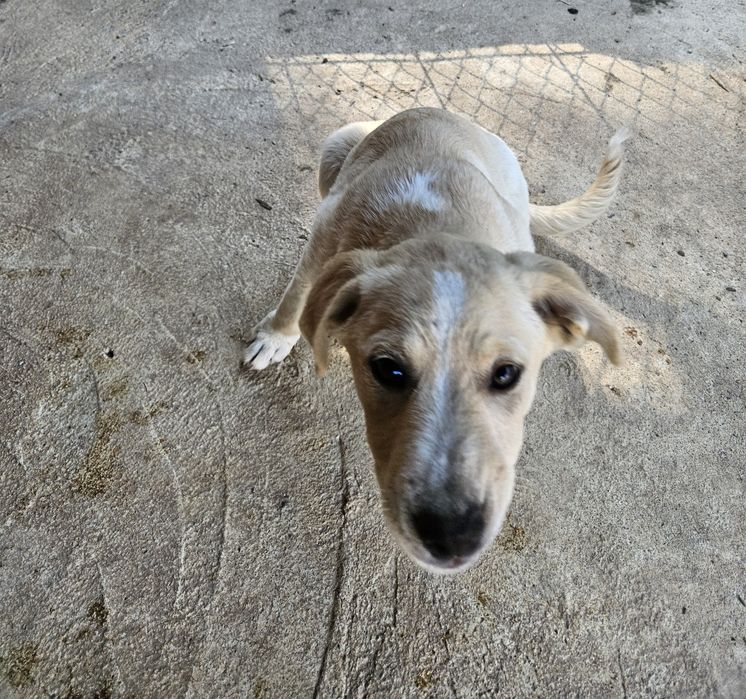 Подарявам малки кученца порода любов