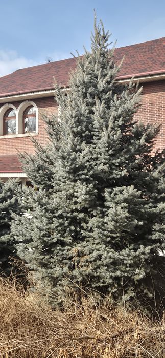 Голубая ель, елка