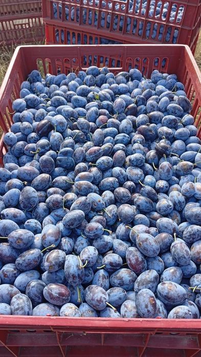 Prune pentru țuică si rachiu