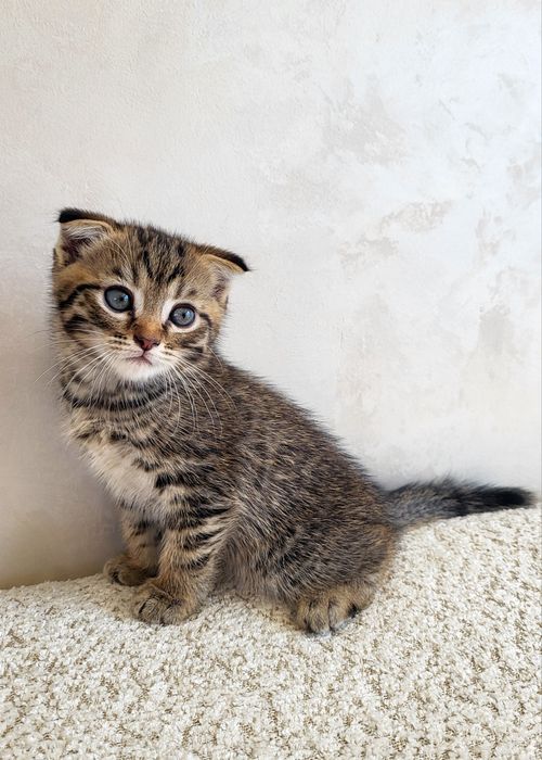 Продам породистых котят