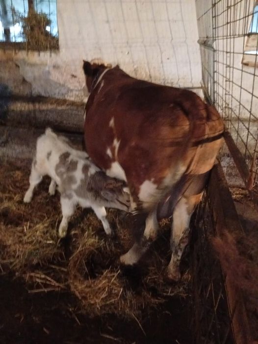 Vaca cu vițel belga