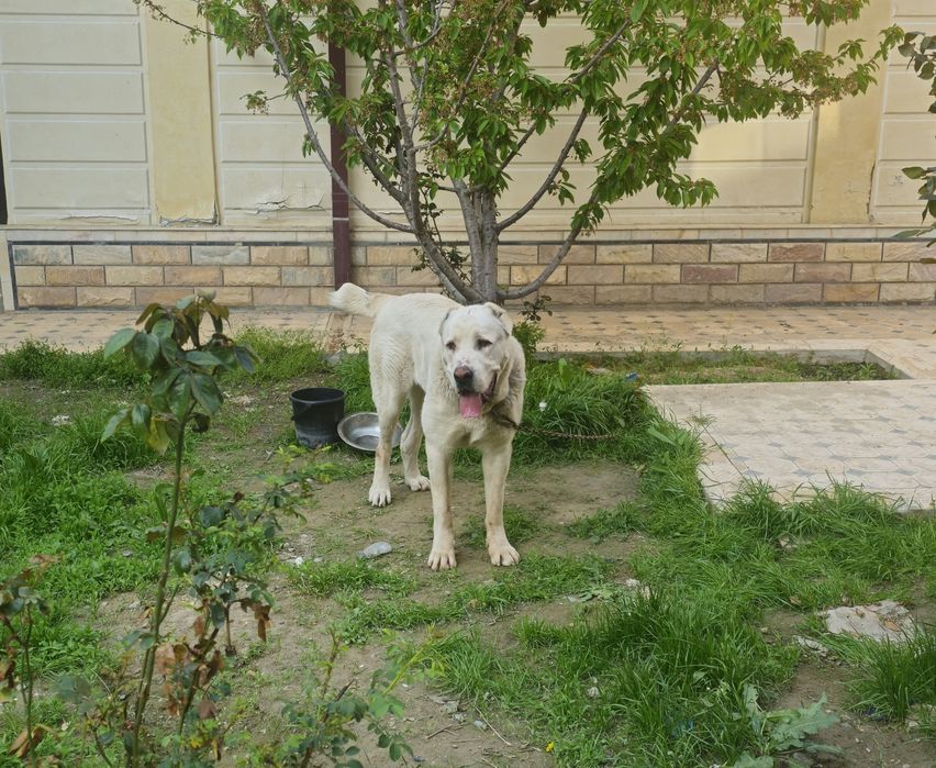 Алабай чистокровный. Тяж