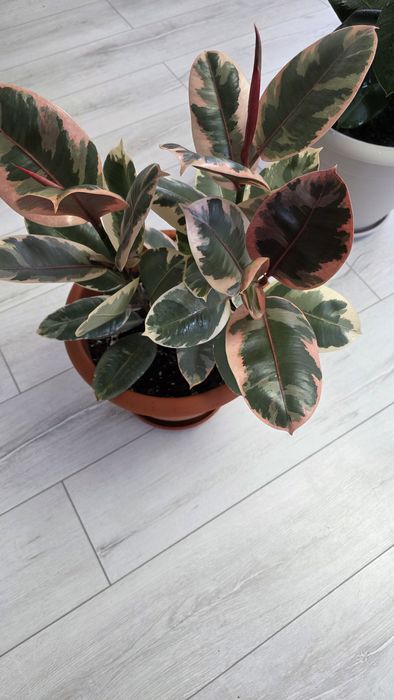 Продам комнатные цветы