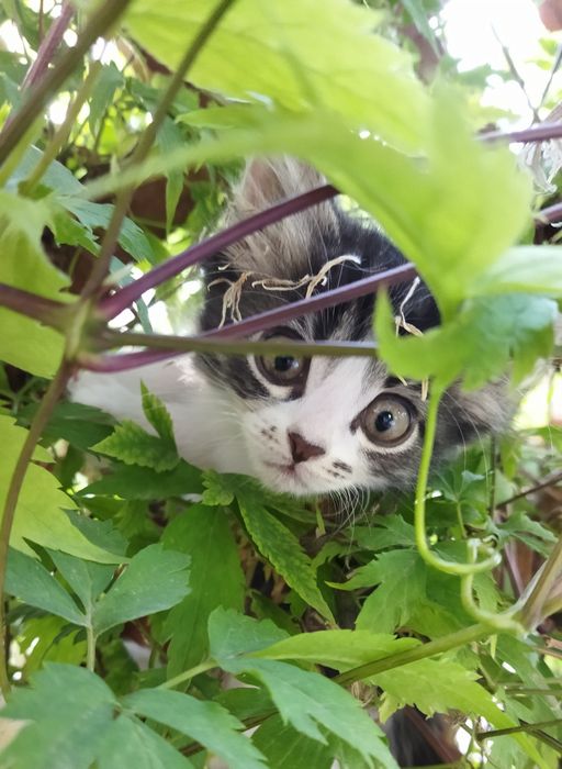 Отдам.   котят. .