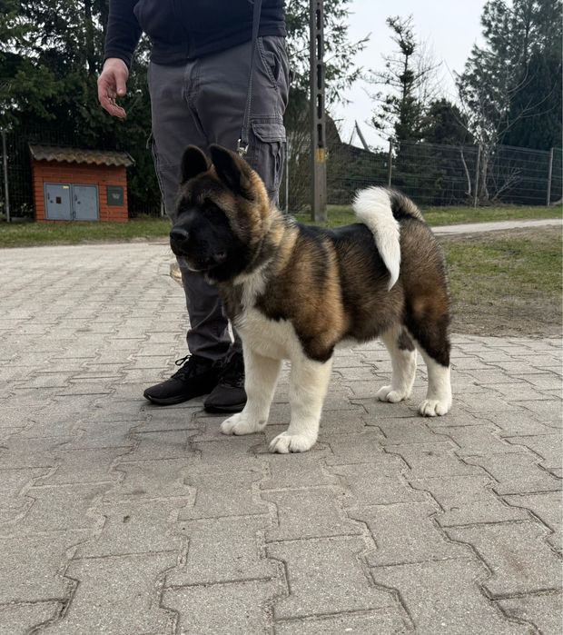 Catel Akita American cu Pedigree