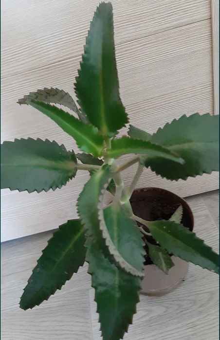 Каланхоэ лечебное