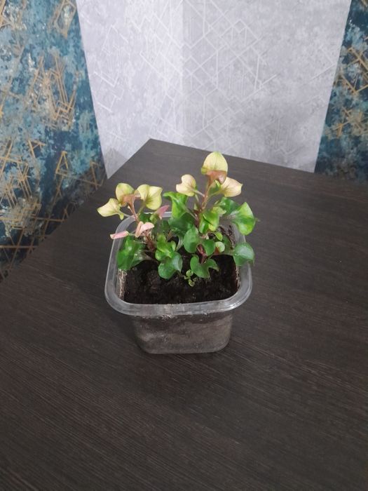 Комнатные цветы (драцена и др.)