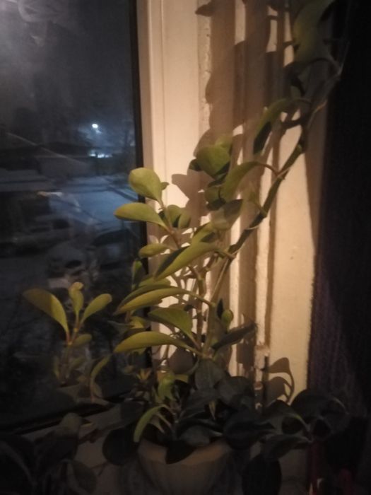 Цветы обмен или продажа