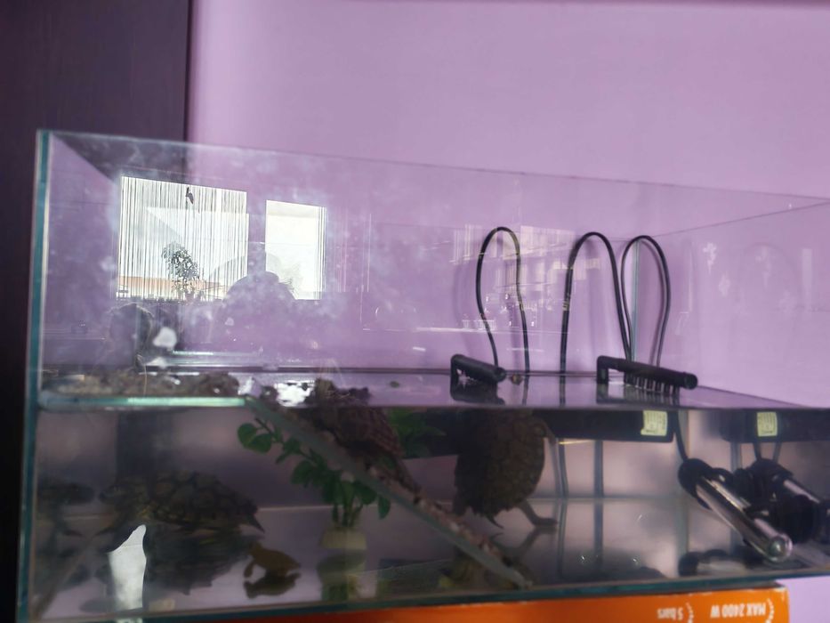 Vând broscuțe țestoase cu acvariu și accesorii