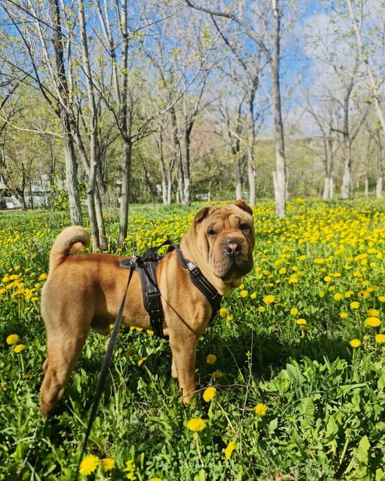 Вязка шикарный шарпей