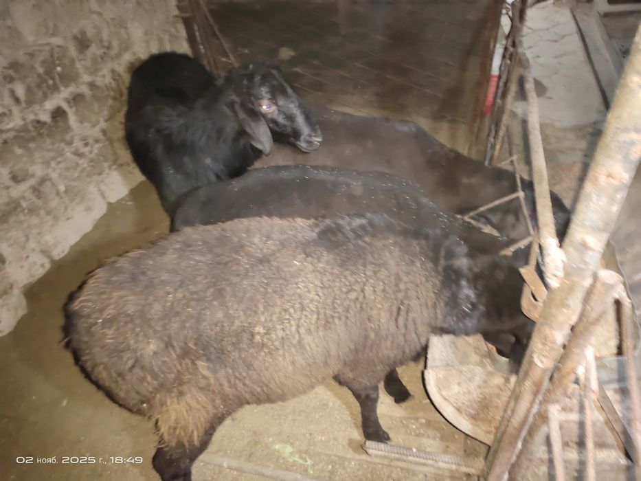 Куйлар супер нархда.