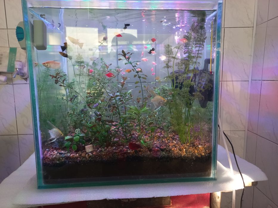 Аквариум хамда растения хизмати