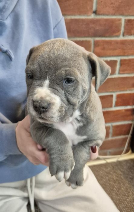 Vând pui Amstaff cu pedigree FCI!