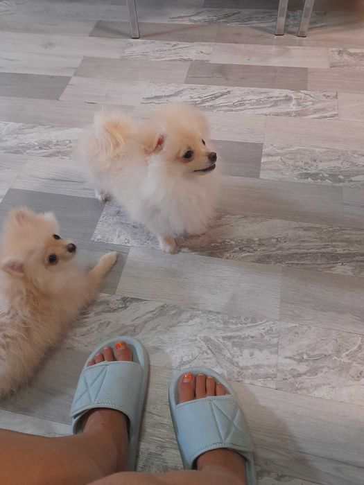 Померанчета момче е момиче.