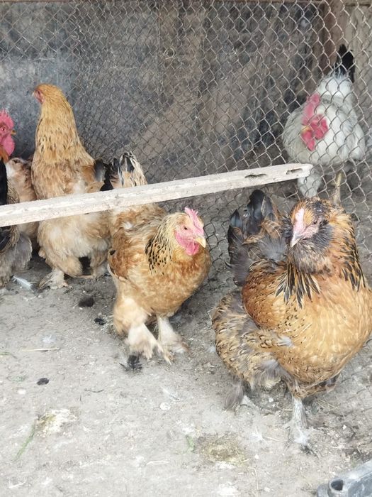 Продам куры домашние