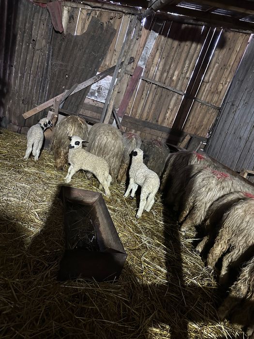 Vand oi cu tot cu miei