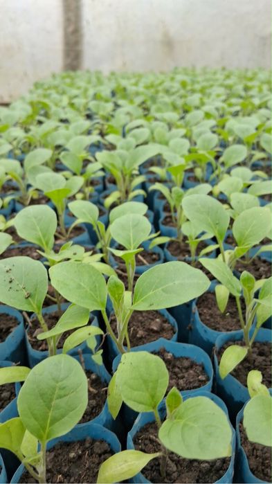 Rasaduri legume si rosii