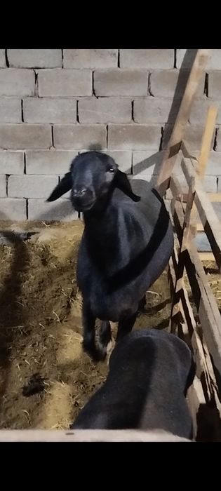 Hisoro qo'chqor!