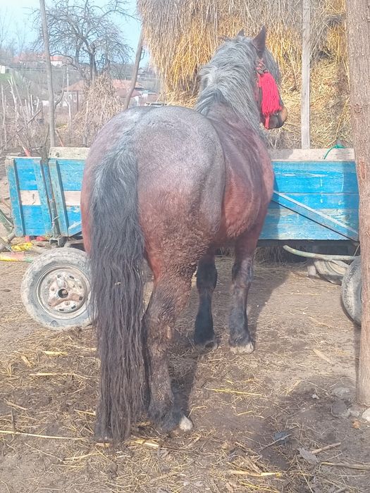 De vanzare sau schimb