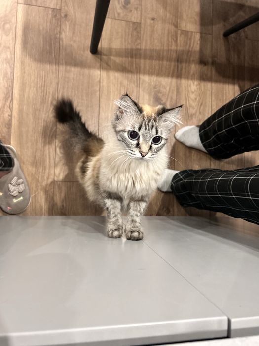 Отдам котенка-девочка