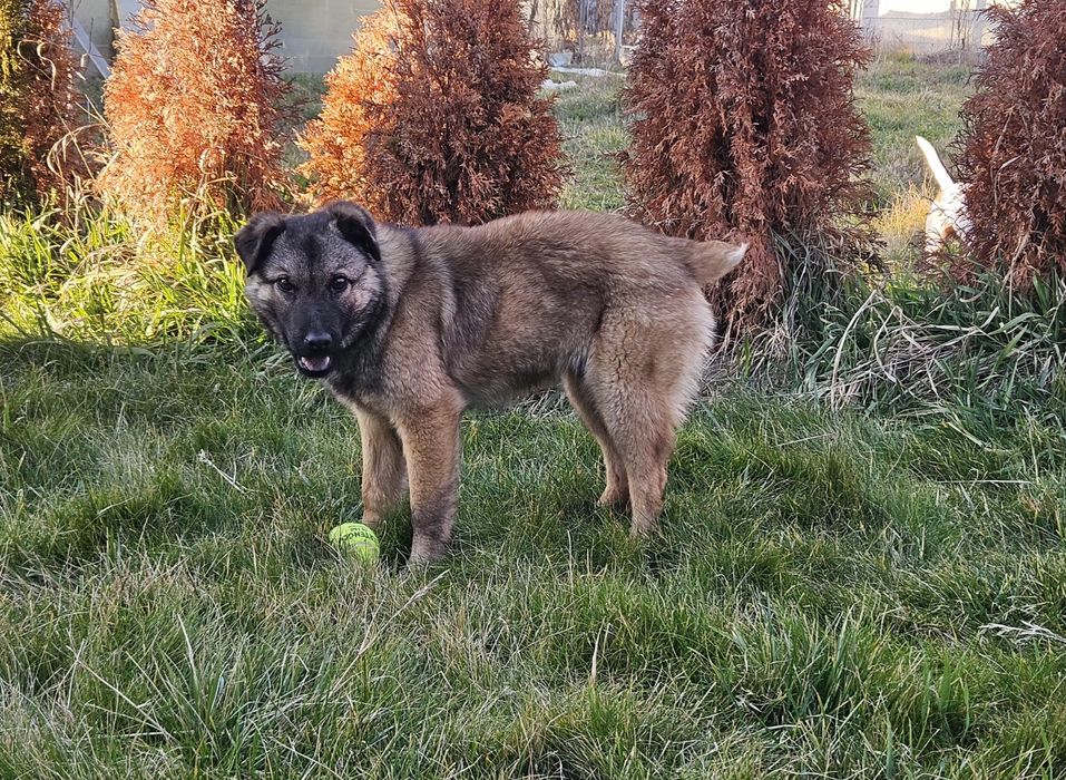 Това прекрасно бебе на около 6 мес,търси своя отговорен човек