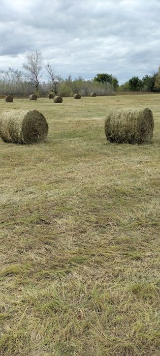 Продам сено.Шоп сатылады.