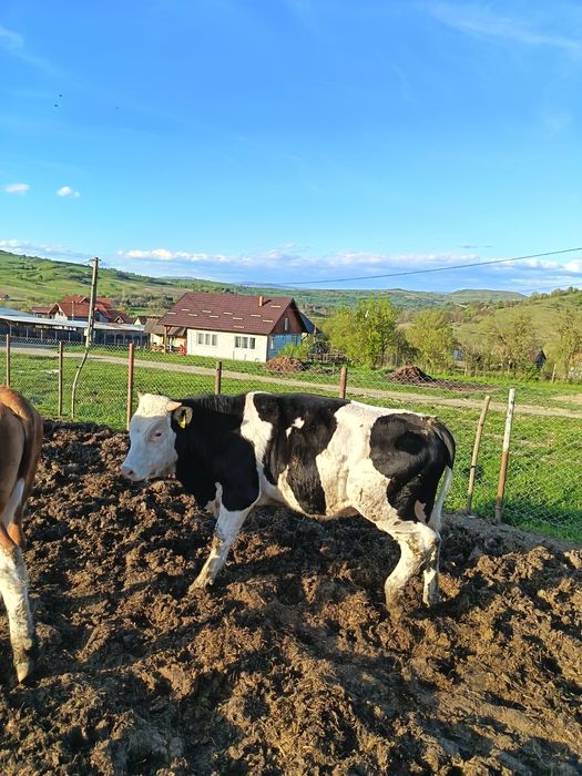 Tauri pentru montă